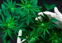 EE.UU: Presentan propuesta para legalizar la marihuana en Nueva Jersey estados unidos