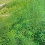 Policía Nacional desarticula plantío de marihuana en la Vía Waslala