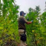 Carabineros decomisan campo de marihuana en el centro sur de Chile chile