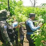 Hallan plantas de marihuana en una operación antidrogas en Honduras honduras