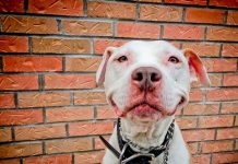 ¿De verdad nos sonríen las mascotas? de verdad