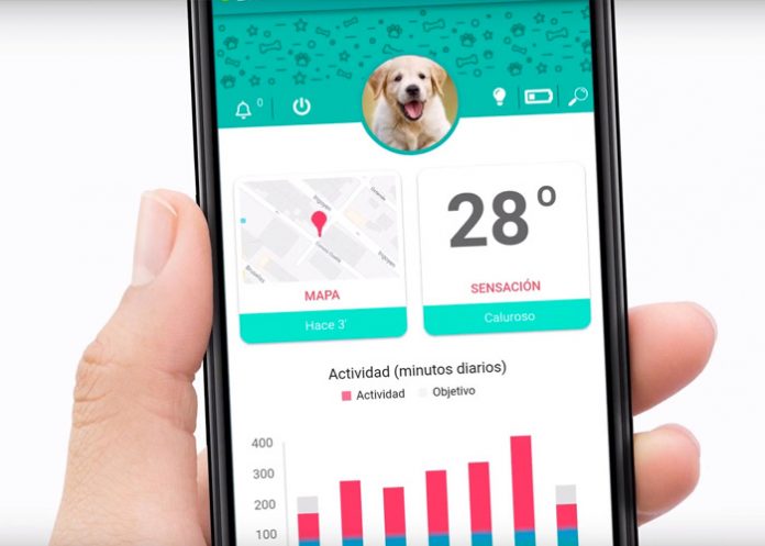 mas1_tOZaK40 mascotas