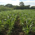 Productores de Masaya sacan con éxito cosecha de postrera nicaragua