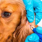 Estos remedios caseros pueden eliminar las pulgas de tu mascota mascotas