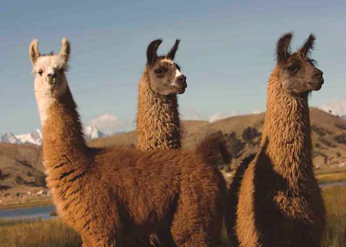 mata-a-su-hijo-por-robar bolivia