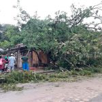Árbol de Guanacaste cae sobre unos tramos en Matagalpa nicaragua