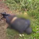 Matan a 14 policías en emboscada en el occidente de México mexico