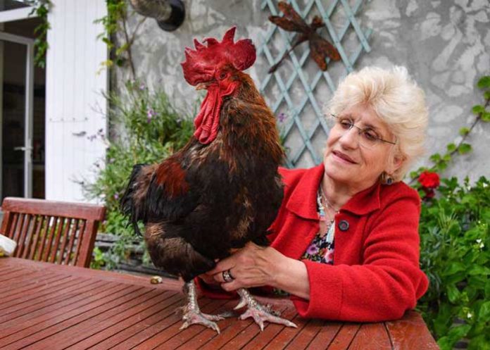 maurice-canta francia