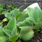 Fortalecimiento de la medicina tradicional en el Caribe Nicaragüense nicaragua