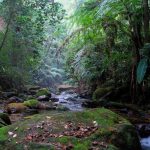 MARENA e INAFOR siguen uniendo esfuerzos para proteger los recursos naturales nicaragua