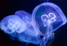 cuerpos gelatinosos de las medusas