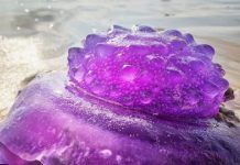 «Es preciosa, pero probablemente mortífera»: aparece inusual medusa nicaragua