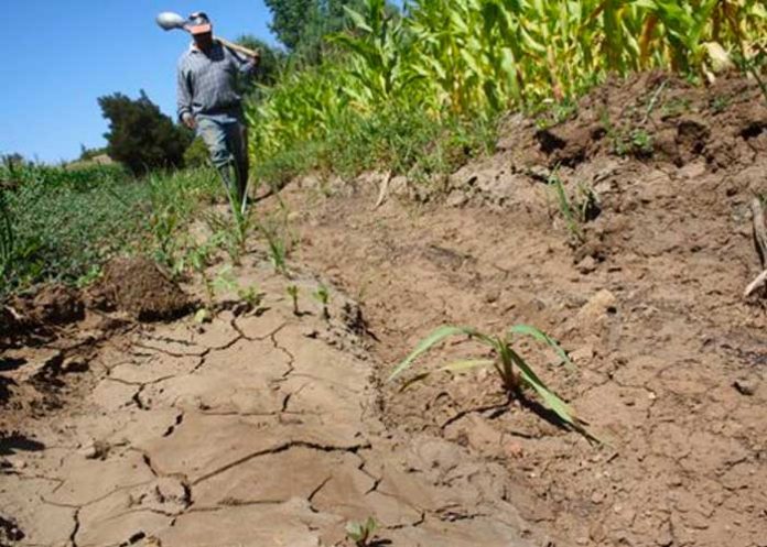 megasequia-chile chile