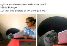 Viral: Conoce de dónde salió el meme del gato regañado viral