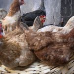 Estos son los productos con mayor demanda en mercados de Nicaragua nicaragua