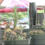 Aproveche los precios de calidad en el Mercadito Campesino nicaragua