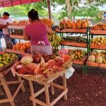 Abundancia de frutas y verduras encuentra en el Mercadito Campesino nicaragua