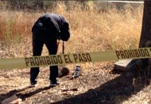 Macabro hallazgo en medio de una pelea de perros en México mexico