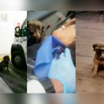 Perrito persigue ambulancia que llevaba a su dueño tras sufrir accidente en México mexico