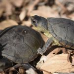 México: Descubren una especie de tortuga única en el mundo mexico