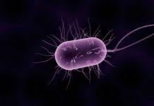 ¿Qué es el microbioma y por qué abre la puerta a curar diversas enfermedades? microbioma
