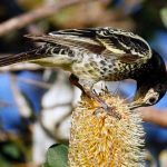 Una especie endémica de pájaros australianos está olvidando su canto australia