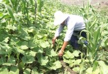 San Fernando: Familias de comunidad Santa Rosa estimulan el progreso nicaragua
