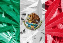 México evalúa legalización de las drogas para combatir la violencia mexico