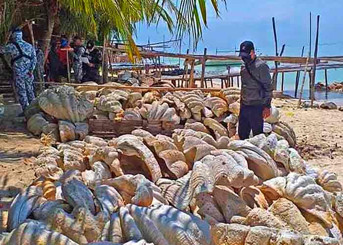 moluscos-filipinas filipinas