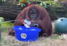 Orangután imita a sus cuidadores y se lava las manos para evitar el coronavirus video