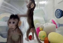China clona unos macacos con éxito por primera vez