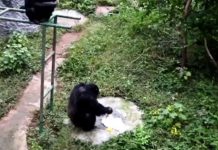 Así es como este mono lava la ropa de su cuidador (VIDEO) china
