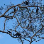 Entregan alimentos a monos congos afectados por huracanes en Siuna nicaragua