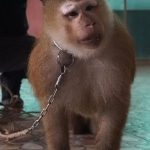 Obligan a un mono a hacer ejercicio para entretener a turistas (VIDEO) tailandia