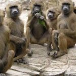 Encuentran muerta a bebé recién nacida que fue robada por monos en India india