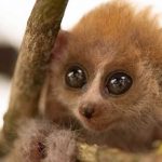 Zoológico de EE.UU. muestra tiernas fotos de un raro mono pigmeo recién nacido ciencia