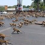 Cientos de monos causan caos en Tailandia peleando por comida tailandia