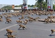 Cientos de monos causan caos en Tailandia peleando por comida tailandia