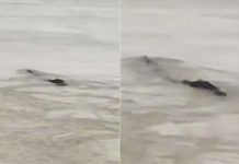 Captan a extraña criatura acuática en un lago de China china