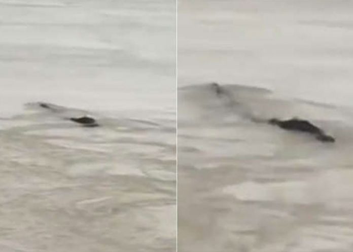 monstruo-chino-lago-ness china