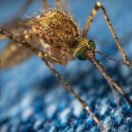 Registran más de 11.000 casos de chikungunya en el estado de Sudán sudan