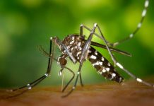 Los mosquitos saben cuando intentas matarlos ¡y se acuerdan! mosquito