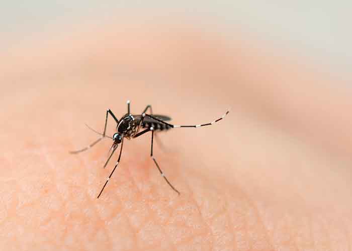 mosquito-de-laboratorio estados unidos