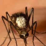 Detectan una nueva especie de mosquito en el sur de Florida estados unidos