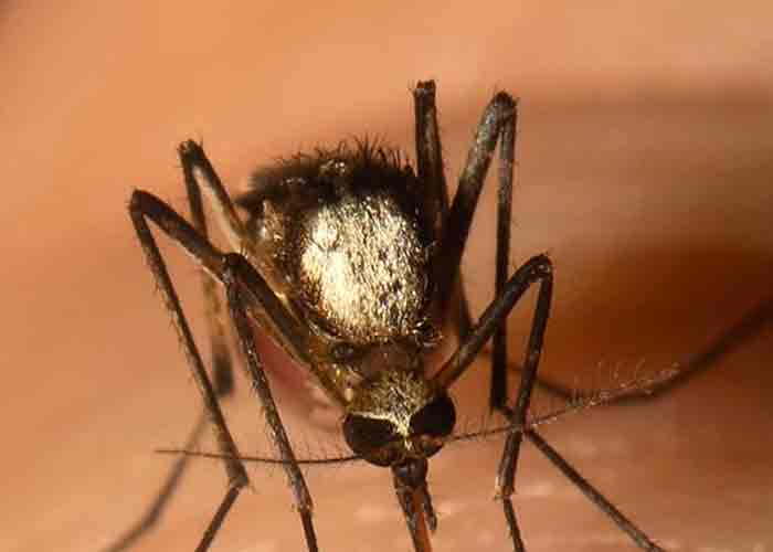 mosquito-florida estados unidos