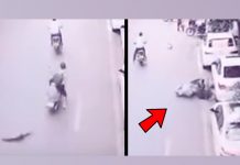 Furiosa criatura voladora tumba a una motociclista al bajar del cielo furiosa criatura