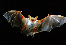 Descubren el secreto de los murciélagos vampiro y su dieta descubrimiento