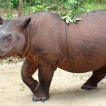 Muere el último ejemplar de rinoceronte de Sumatra malasia