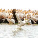 750 pelícanos mueren misteriosamente en un parque ornitológico senegalés senegal