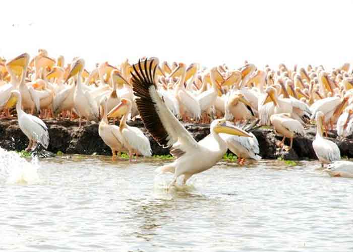 muerte-pelicanos senegal